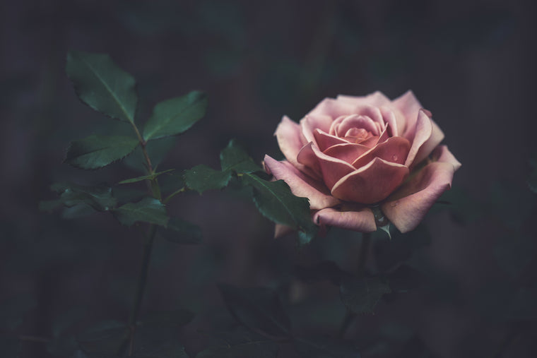 DUSTY-PINK-COLORED-ROSE