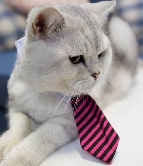 Cat Costume Clip Tie for Cats and Dogs Collar