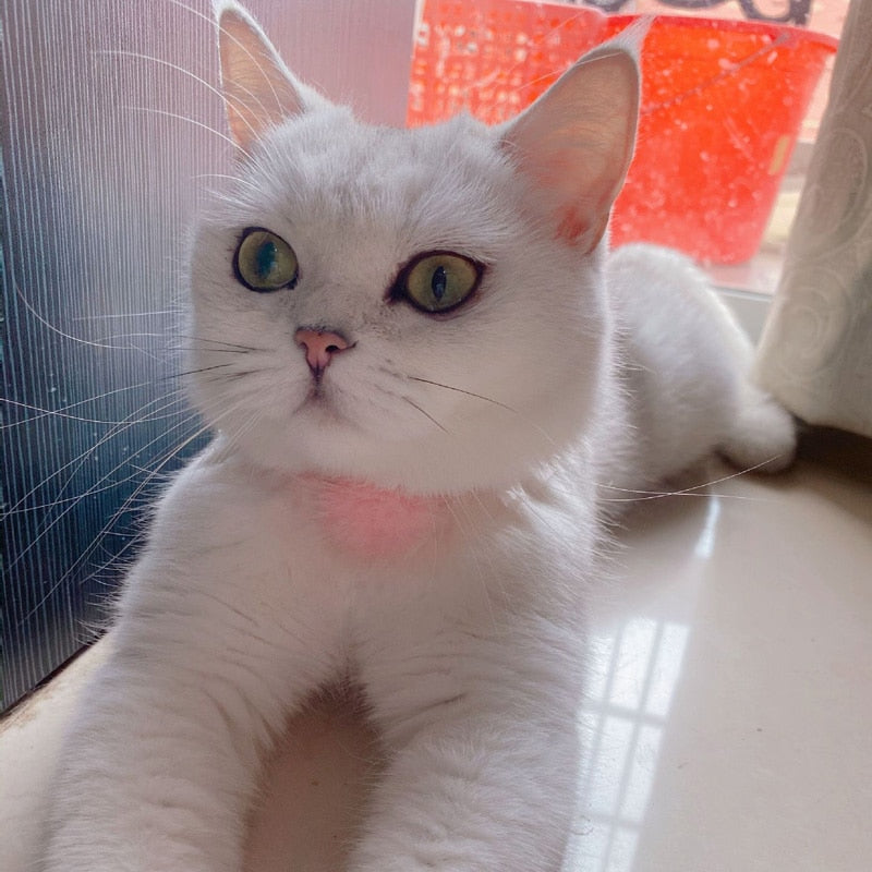 Cute Lace Princess Cat Collar Pet Accessories Puppy Collars Adjustable Bowtie Gift